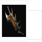 Conch shell by Anonymous