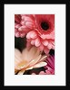 Gerber daisies by Anonymous