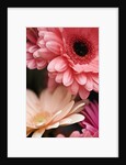 Gerber daisies by Anonymous