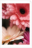 Gerber daisies by Anonymous