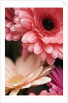 Gerber daisies by Anonymous