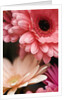 Gerber daisies by Anonymous