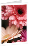 Gerber daisies by Anonymous