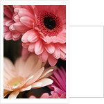 Gerber daisies by Anonymous