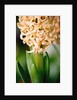 Fragrant Hyacinth by Anonymous