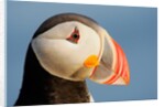 Close-Up of Atlantic Puffin by Anonymous