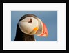 Close-Up of Atlantic Puffin by Anonymous