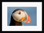 Close-Up of Atlantic Puffin by Anonymous
