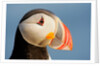 Close-Up of Atlantic Puffin by Anonymous