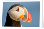 Close-Up of Atlantic Puffin by Anonymous