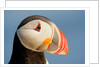 Close-Up of Atlantic Puffin by Anonymous