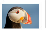 Close-Up of Atlantic Puffin by Anonymous