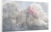 Japanese Macaque Grooming Another in Hot Spring by Anonymous