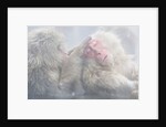 Japanese Macaque Grooming Another in Hot Spring by Anonymous