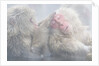 Japanese Macaque Grooming Another in Hot Spring by Anonymous