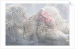 Japanese Macaque Grooming Another in Hot Spring by Anonymous