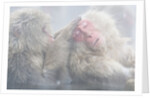 Japanese Macaque Grooming Another in Hot Spring by Anonymous