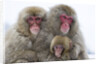 Japanese Macaque Family by Anonymous