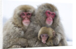 Japanese Macaque Family by Anonymous