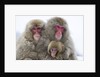 Japanese Macaque Family by Anonymous