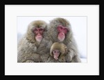 Japanese Macaque Family by Anonymous
