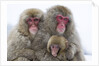 Japanese Macaque Family by Anonymous