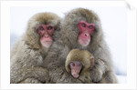 Japanese Macaque Family by Anonymous