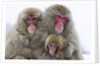 Japanese Macaque Family by Anonymous