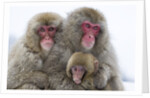 Japanese Macaque Family by Anonymous