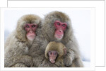 Japanese Macaque Family by Anonymous