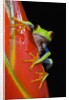 Red-eyed Tree Frog by Anonymous