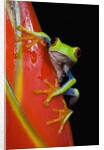 Red-eyed Tree Frog by Anonymous