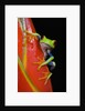 Red-eyed Tree Frog by Anonymous