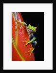 Red-eyed Tree Frog by Anonymous