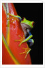 Red-eyed Tree Frog by Anonymous