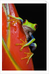 Red-eyed Tree Frog by Anonymous