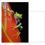 Red-eyed Tree Frog by Anonymous