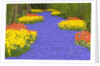 Flowers at Keukenhof Garden by Anonymous