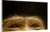 Eyes of Chacma Baboon by Anonymous