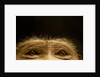 Eyes of Chacma Baboon by Anonymous