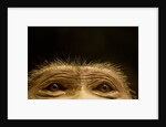 Eyes of Chacma Baboon by Anonymous