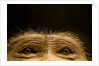 Eyes of Chacma Baboon by Anonymous