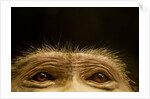 Eyes of Chacma Baboon by Anonymous