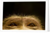 Eyes of Chacma Baboon by Anonymous
