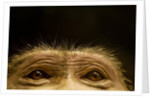 Eyes of Chacma Baboon by Anonymous