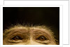 Eyes of Chacma Baboon by Anonymous