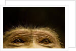 Eyes of Chacma Baboon by Anonymous