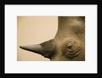 Black Rhinoceros by Anonymous