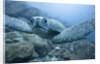 Green Turtle in the Galapagos Islands by Anonymous
