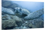 Green Turtle in the Galapagos Islands by Anonymous